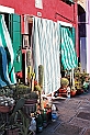 060_Burano_ Piante grasse